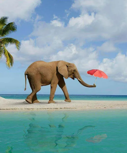 elephant-beach